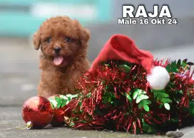 Poodle edisi Natal tahun  baru