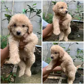 Jual puppies doodle ( golden x mini poodles)