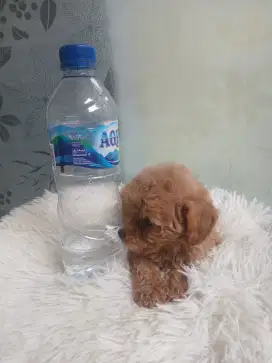 TOY POODLE ANJING BETINA STANBUM