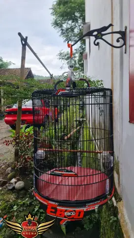 Sangkar burung murai batu merk EBOD 3D 100%baru Original