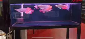 arwana super red baby 25cm  bayar ditempat jabodetabek