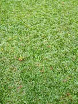 Rumput gajah mini