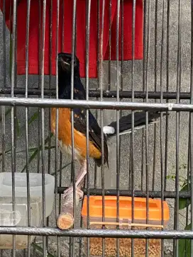 Burung masih anak umur 2 bulan