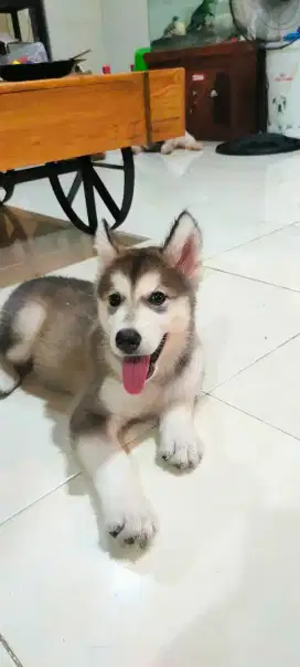 Anakan alaskan malamute