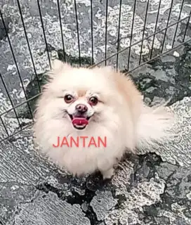 Minipom /pomeranian JANTAN