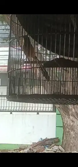 Burung murai batu dari anak burung sehat