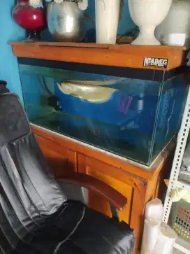 Dijual Ikan arwana + aquarium