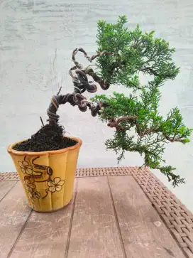 Bonsai Cemara Surgenti siap pajang