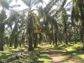 Dijual Tanah Kosong di Desa Lau Mulgap Kec. Selesai Kab. Langkat