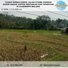 Tanah Sawah luas Poros Jalan bagus untuk investasi di Kasembon Malang