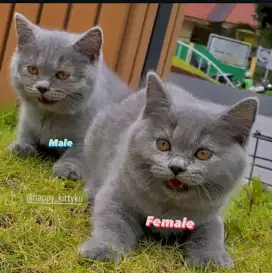 British shorthair betina dan jantan indonesia