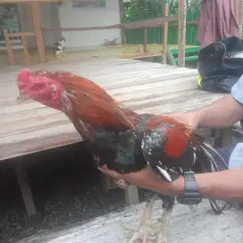 Dijual Ayam Jantan