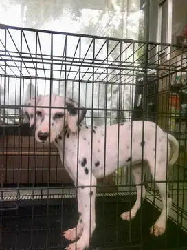 dalmation puppy