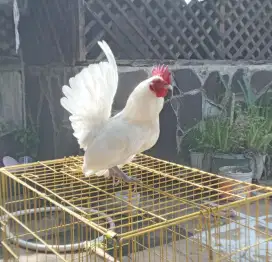 Ayam jantan kate putih bersih