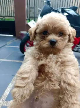 Open adopt anak anjing shihtzu mix poodle jantan sehat menggemaskan