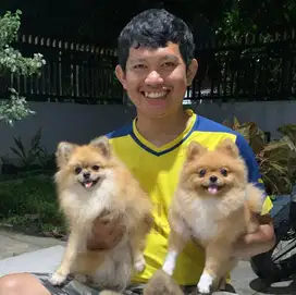 Anak anjing mini pom