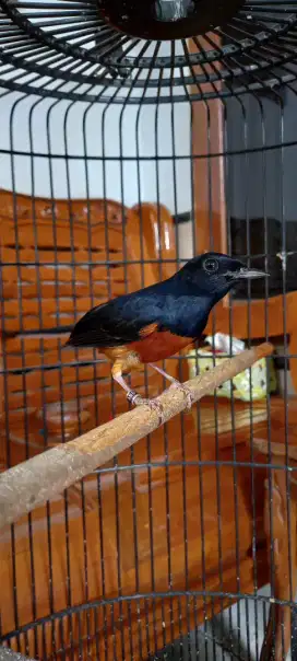 Murai batu trah albino siapan jantan