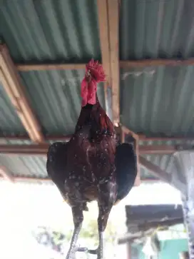 Ayam ketawa (dangdut)