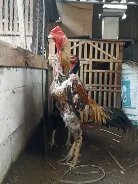 Ayam shamo Eropa