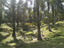 Tanah Kosong Dijual di Desa Lau Mulgap Kec. Selesai Kab. Langkat