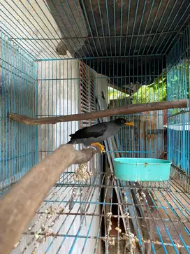 Kandang + burung