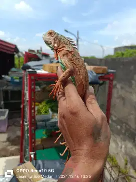 Blue Red Axantic iguana