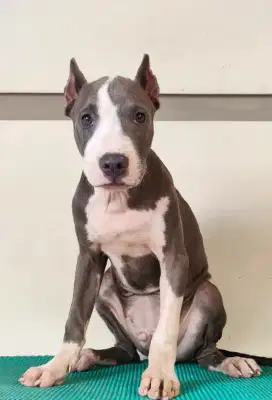 Pitbull Jantan Puppy