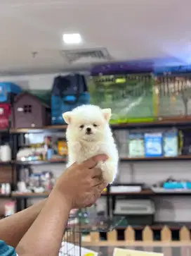 anjing minipom pomerian