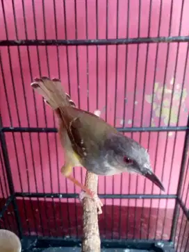 Burung ciblek semi gacor