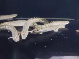 Ikan tankmate predatornya ikan palmas
