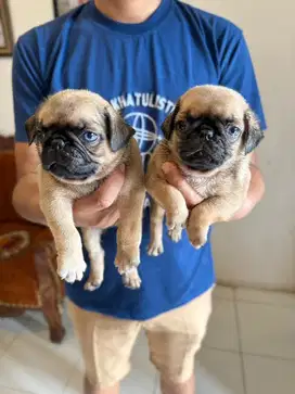 Jual anak anjing pug