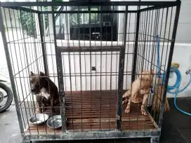 Anjing Pitbull betina