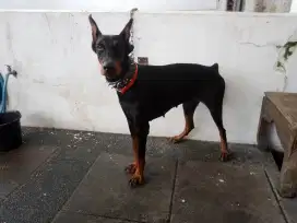 Doberman betina hamil