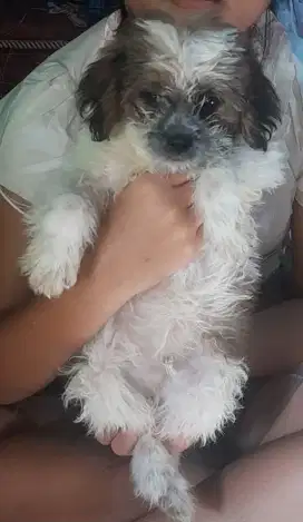 Promoooo Anjing puppy mix shitzu