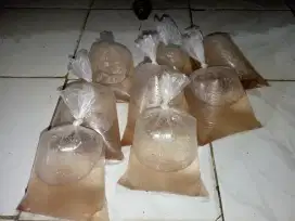 kutu air pakan ikan cupang hias lain nya