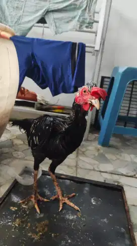 Ayam Keturunan Bangkok