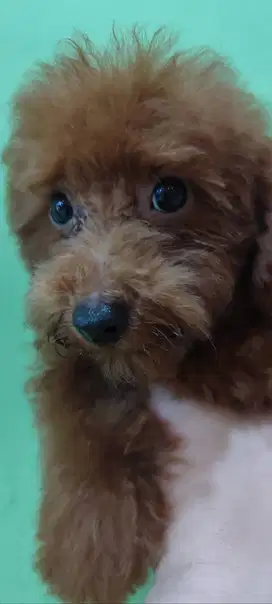 Red Toy Poodle Pure