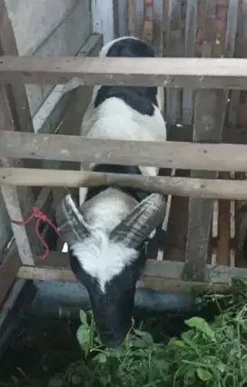 KAMBING SIAP QURBAN