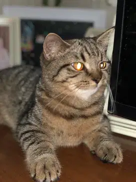 Kucing british scotish line pedigree Import champion
