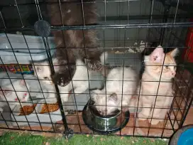 Kucing Kitten Persia Jantan & Betina