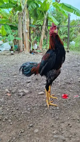 Jual ayam teknik