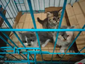 Kitten anakan bulu kapas