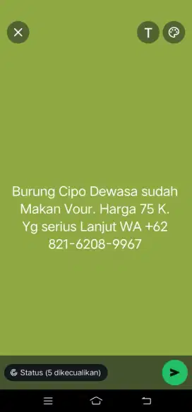 Burung Cipo dewasa sudah makan vour