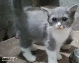 Kitten Persiapan bulu kapas