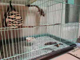 Jual sugar glider llus kadang dan rumahnya