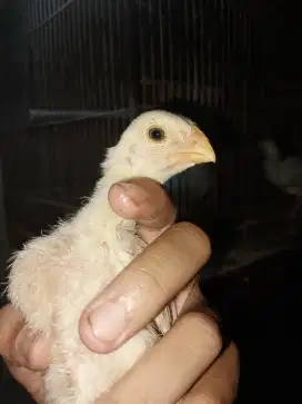 Ayam aseel parrot blt ory putih 1 bln