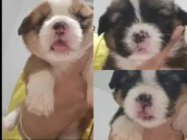 Open Book Puppy Corgi mix Shihtzu