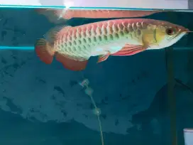 Ikan Arwana Golden red