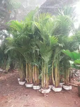 Palm kuning 1 m