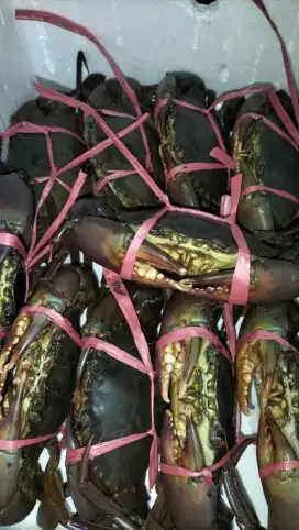 Kepiting Jantan Size 5 ons